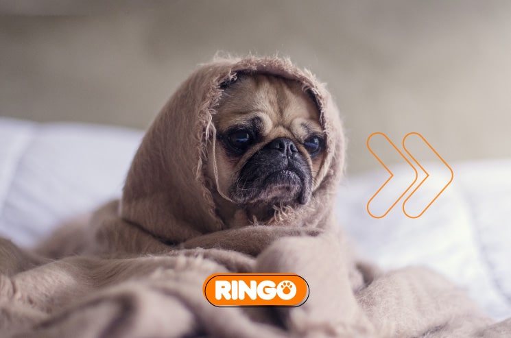 La mejor forma de darle la bienvenida es informándose sobre las características y necesidades de los cachorros.